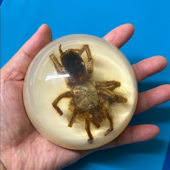 🖤Vintage TARANTULA Resin Paperweight from Hawaii